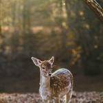 Ignatius Schimmel Profile Picture