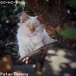 Tressie Tremblay Profile Picture