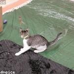 Candida Renner Profile Picture