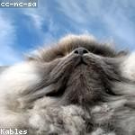 Elsie Nitzsche Profile Picture