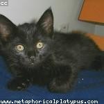 Ardith Kuhic Profile Picture