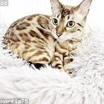 Virgil Eichmann Profile Picture