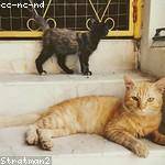 Lucinda Thiel Profile Picture