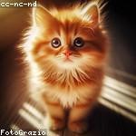 Daren Hane Profile Picture