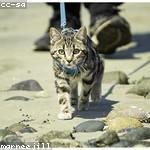 Arch Ankunding Profile Picture