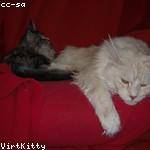 Roberta Smitham Profile Picture