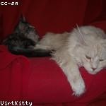 Will Upton Profile Picture