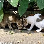 Al Mraz Profile Picture