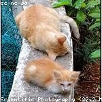 Percival Runolfsson Profile Picture