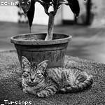 Gennaro Mueller Profile Picture