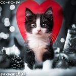 Buster Bahringer Profile Picture