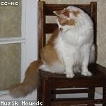 Marielle Wiza Profile Picture