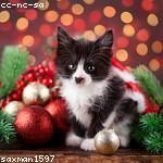 Marguerite Schuppe Profile Picture